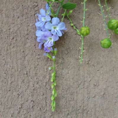 aishath_sheeree's profile picture. 