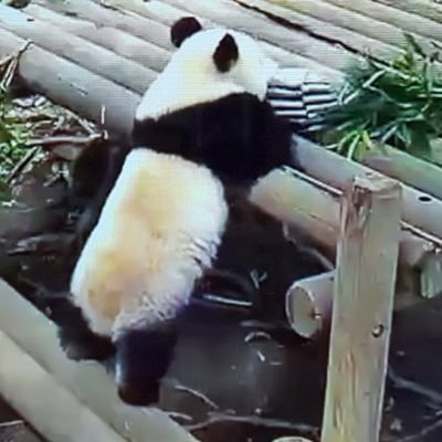 Mika252 行かないで 飼育員の足にしがみつくパンダの赤ちゃんが話題 韓国 ロイター映像ニュース T Co 559pnotwef