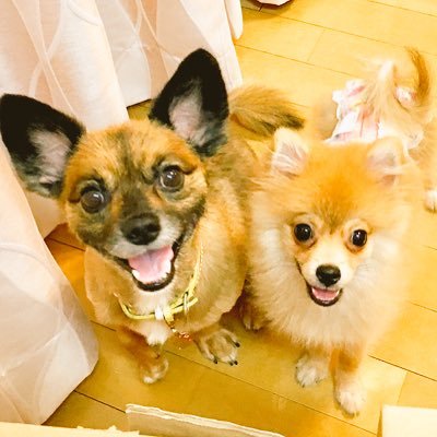 僕のお父さんはチワワ、お母さんはポメラニアン。妹のすずは純血ポメラニアン。僕は犬づき合いが下手ですが、すずは誰にでも八方美人。ご主人様は変な親父やぴよんさん。無言フォローお許し下さい♡ 。多摩川沿いに住んでて散歩好きドッグラン好き旅好き♡宜しくねー