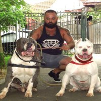 Brenner House Kennel american bully xxl (@alicebrenner3) 's Twitter Profile