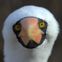 Yann Libessart (@yannlibe) 's Twitter Profile