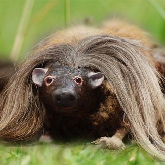 StellarHaggis's profile picture. Free The Haggis!!!!