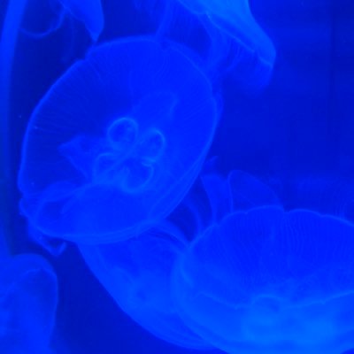 leffatus's profile picture. 