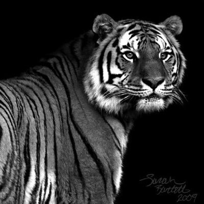 mhsco2k19's profile picture. Welcome to your class of 2019’s social media page! Bringing you the daily announcements and upcoming events 🐅✨