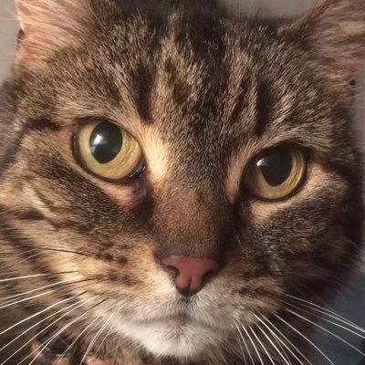 ChristinePresc1's profile picture. Owner of several cats.