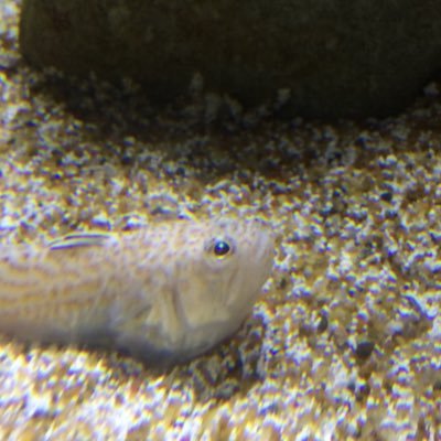 t1d3p0ds's profile picture. It’s not Wednesday my dudes... 🐸