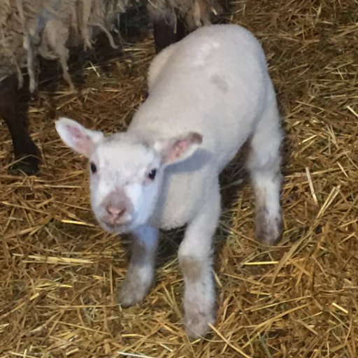 Drcakeslapper's profile picture. Yes that is a real lamb photo I took