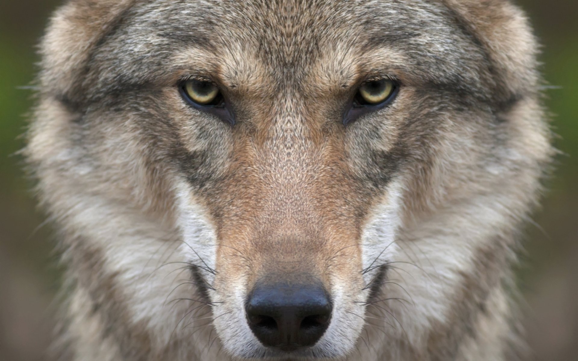 GrassSteve's profile picture. DC,MD,BSc(med)