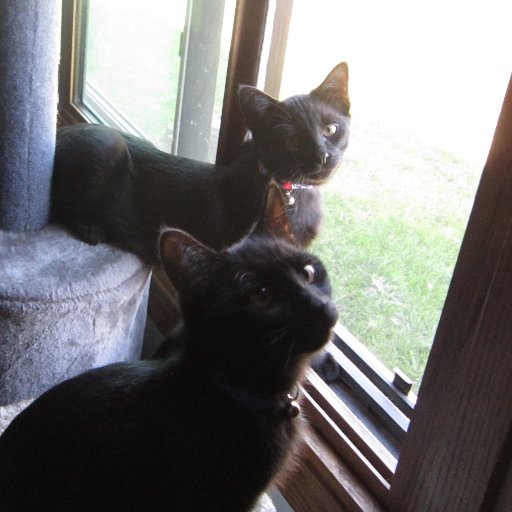 Houdini and Shadow found their furever home on August 30, 2018.