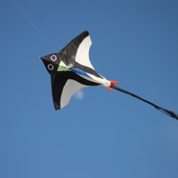 BiBo (@bio_1970) 's Twitter Profile