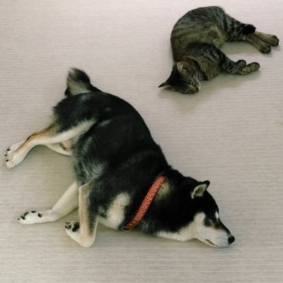 谷崎泉さんのプロフィール画像