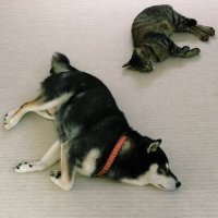 谷崎泉 (@tanizakiizumi) 's Twitter Profile Photo 谷崎泉 (@tanizakiizumi) 's Twitter Profile Photo