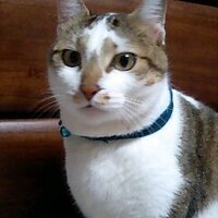 funazo (@funazo) 's Twitter Profile Photo