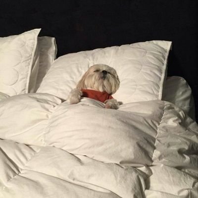 _Cvu's profile picture. ..