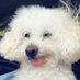 Chip (@rvmstherapydog) Twitter profile photo Chip (@rvmstherapydog) Twitter profile photo