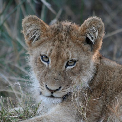 Second-generation African safari specialist offering custom expert arrangements for  creative wildlife safaris in Africa & beyond. We take safaris personally.