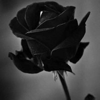 بنت الحربي. .. (@31fe55d6c499445) 's Twitter Profile