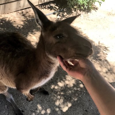 Majesty_fps's profile picture. 老兵