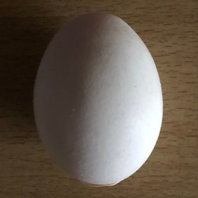ふしぎなたまご Fushigina Egg Twitter