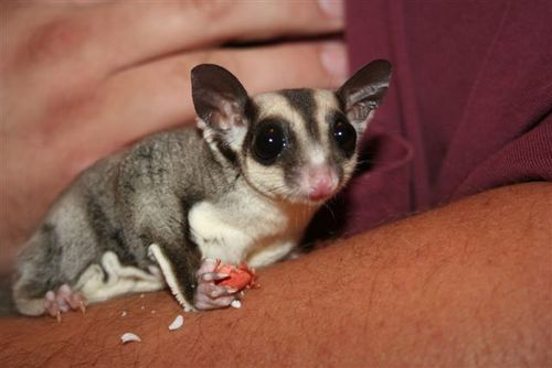 Mr_Glider_guy's profile picture. 