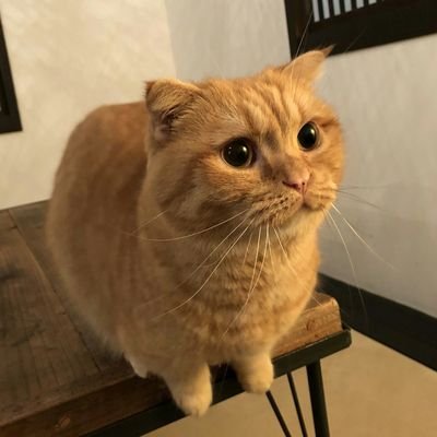 yu_onsenmark's profile picture. 千葉