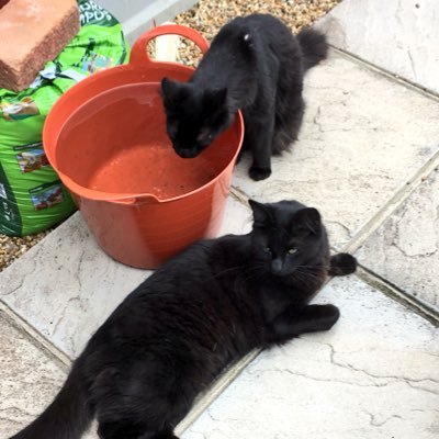 Brothers Sherlock & Watson, adopted from the RSPCA after being left outside a police station in Essex when kittens. Now in our forever home #catsoftwitter