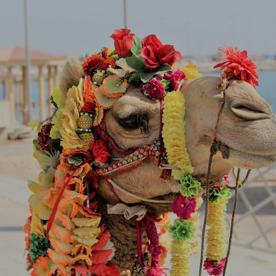Clive isn't actually a camel, but a lover of grub and especially grub that is appropriately priced. When not talking about food, Clive is a mum and teacher.