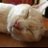 likeacatxxxのアイコン
