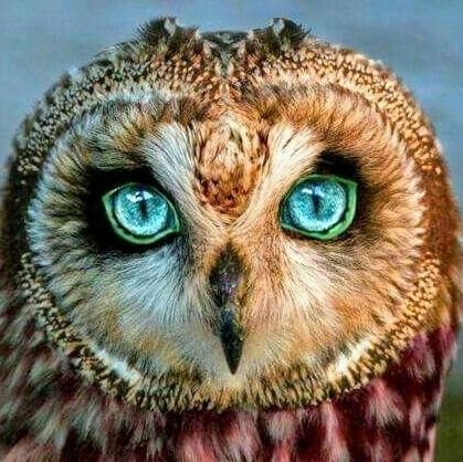 Daily__Owls Profile Picture