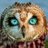 Daily__Owls's profile picture