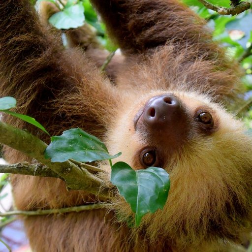 sloth belly🦥さんのプロフィール画像