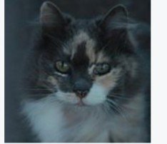 Tenim cura, des de fa 20 anys, de gats que viuen en colònies al carrer de Vilanova i la Geltrú, cercant-los una adopció i procurant-los una vida digna.