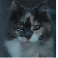 Amics i Protectors dels Gats (@gats_protectora) 's Twitter Profile Photo