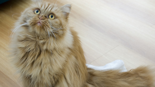 zoticob's profile picture. 