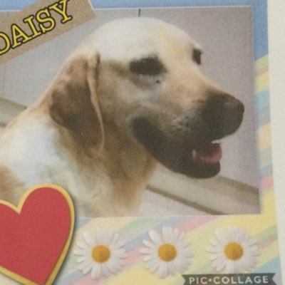 stolen.. help bring daisy dog home. OFFICIAL GROUP