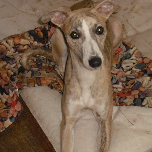 AndrewHeadech's profile picture. Flat cap, whippet. skint