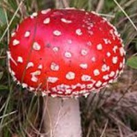MushroomAmerica (@americamushroom) 's Twitter Profile