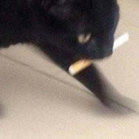 shhhh (@steakdart) 's Twitter Profile
