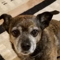 Cynthia Gregory-Guillett (@cynthiaguillett) 's Twitter Profile
