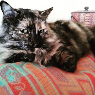 pame_panda11's profile picture. RR.PP
😊