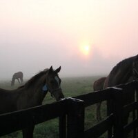 Ashview Farm (@ashviewfarm) 's Twitter Profile