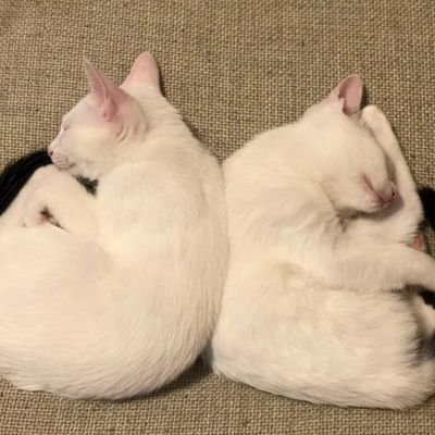 Di_penguin's profile picture. タウイタウイ泊地の大鳳提督です/能登鯖のマスター/ドルフロID 266789