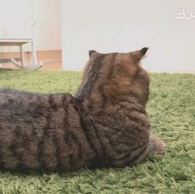 메인]계이하는 키란さんのプロフィール画像