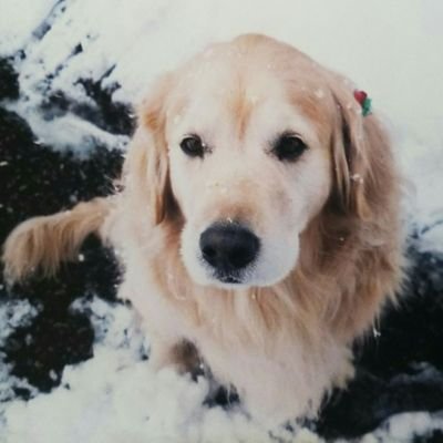 キャスパー 犬 無料型紙工房ことろさん Cotoro Net より型紙利用させていただきました ゚ 帽子と腕章は別で作成してます ワイシャツ ネクタイ スリムジャケット スカート 靴 ほんとに助かりました ありがとうございます ダッフィー