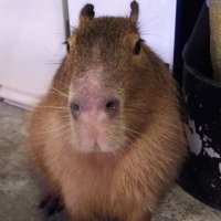 カピバラ師匠 (@master_capybara) 's Twitter Profile