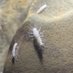 Subterranean Ecology (@reboleiralab) Twitter profile photo Subterranean Ecology (@reboleiralab) Twitter profile photo