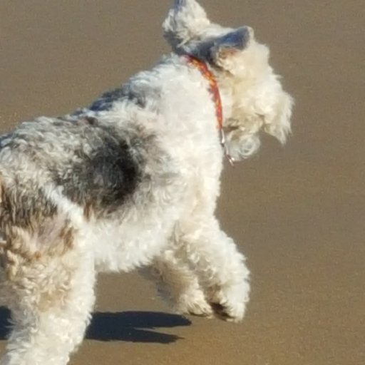 Lover of North Norfolk especially Blakeney and wire haired fox terriers!!