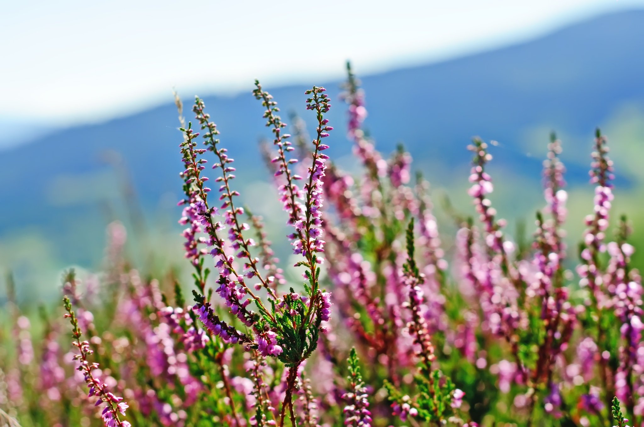 Beloved beverages of our ancestors! Hand-blended Scottish heritage teas,  using native highland botanicals by medical herbalist Claire MacKay-@herbal_history.