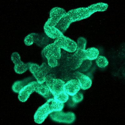 GMH_science's profile picture. Collaborative research programme (Quadram Institute Bioscience, Imperial College London & QMUL) to understand how the gut microbiota contributes to our health