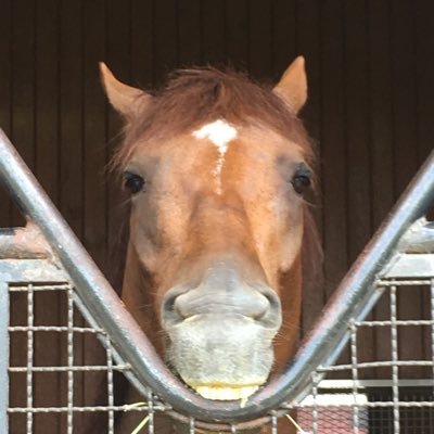 uma_poka's profile picture. 最近落ち着きつつあります。歳とった